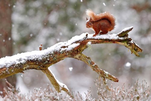 Red Squirrel 97 I6841