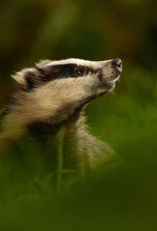 Badger in late evening light 3