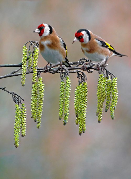 A Price goldfinches on catkin edit