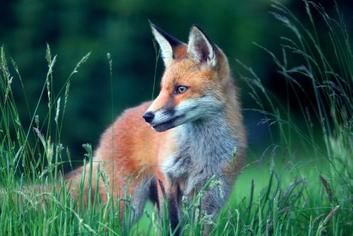 Fox cub Rosamund Macfarlane