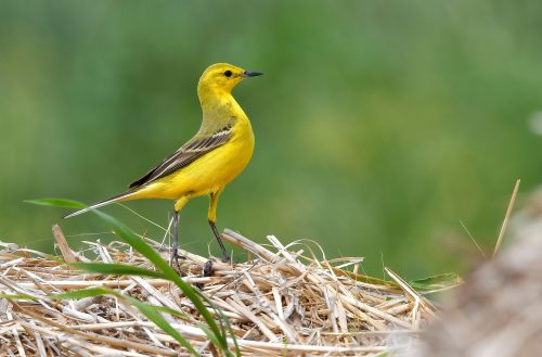 Yellow Wagtail two