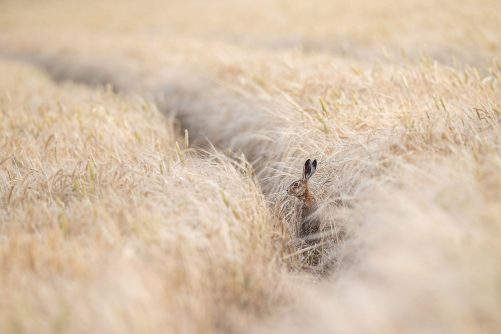 Brown hare in field Yorkshire John Macfarlane