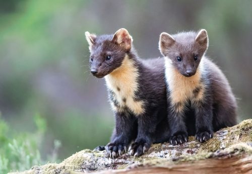 WK32 JR Pine marten mother and kit