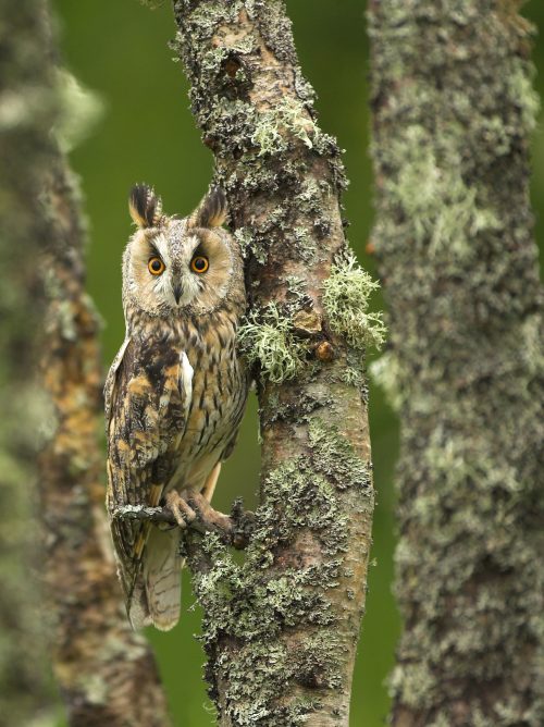 WK47 Long eared Owl in Silver Birch woodland