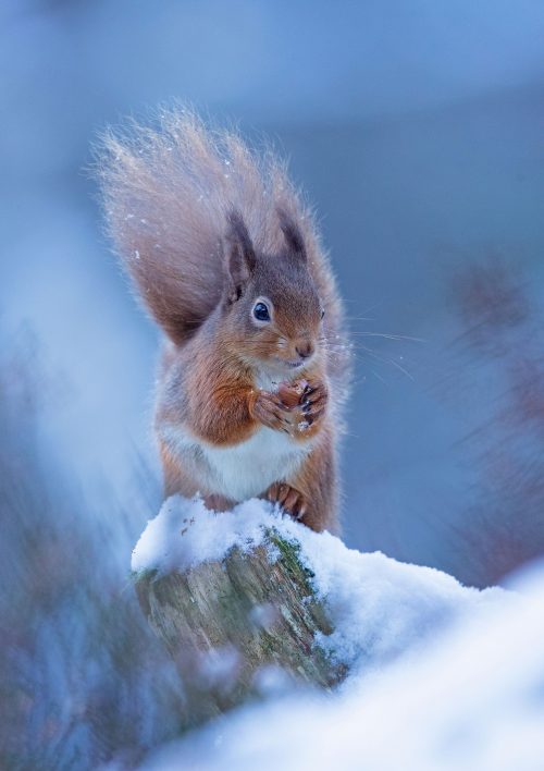WK53 Red Squirrel 97 I3482
